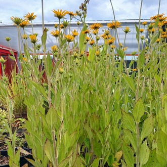 ISLAK RADBEKYA / ISLAK GÜNEŞ ŞAPKASI - Rudbeckia fulgida var. deamii