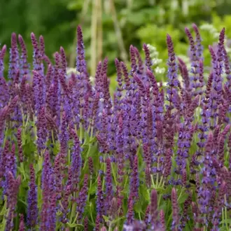 SİYAH KIR SALVİYASI – SİYAH KIR ADAÇAYI / Salvia x sylvestris ‘Negrito’