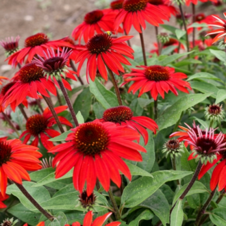 EKİNEZYA ‘sonbahar kırmızısı’ / Echinacea ‘Sombrero Sangrita’