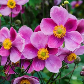 JAPON – ORMAN ANEMONU ‘has bolluk’ / Anemone hybrida ‘Hadspen Abundance’