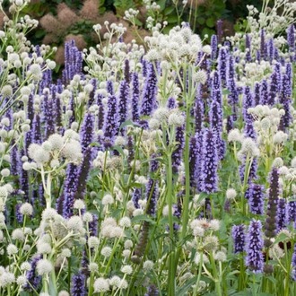 AGASTAŞ ‘karabaş’ / Agastache ‘Black Adder’ 