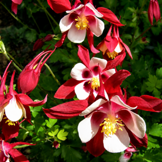 DAĞ HASEKİ KÜPESİ ‘kırmızı yıldız’ / Aquilegia caerulea-hybrida ‘Rotstern’