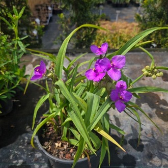 PEMBE TRADESKANTİYA ‘kamile’nin şansı’ / Tradescantia andersoniana ‘Karminglut’