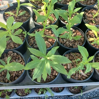 HELENYUM ‘serenat’ / Helenium ‘Serenade’