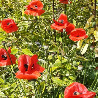(tohum) ÇOKYILLIK GELİNCİK - Papaver sp.
