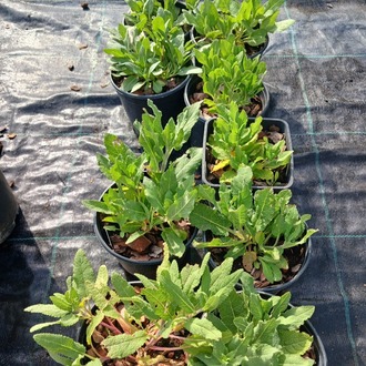 ADAÇAYI / SALVİYA ‘karadonna’ - Salvia nemerosa ‘Caradonna’