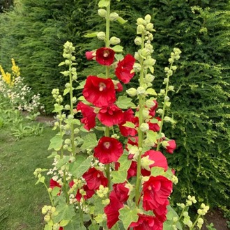GÜLHATMİ ‘mars mucizesi’ / Alcea rosea ‘Mars Magic’