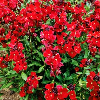 ÇALI ŞEBBOY - ERİSİMUM ‘kırmızı-turuncu’ /  Erysimum cheiri ‘Scarlet Bedder’