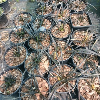 SİYAH OSMANLI ÇİMİ / Ophiopogon planiscapus nigrescens