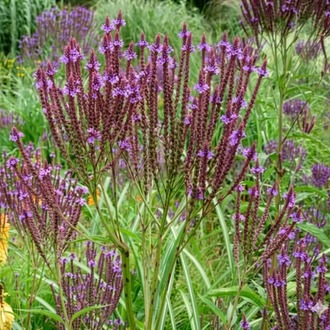 ISLAK VERBENA – ISLAK MİNE / Verbena hastata
