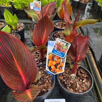 TROPİKANA KANA / Canna ‘Tropicana’