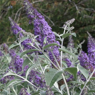 LOKİNÇ KELEBEK ÇALISI / Buddleja lochinch