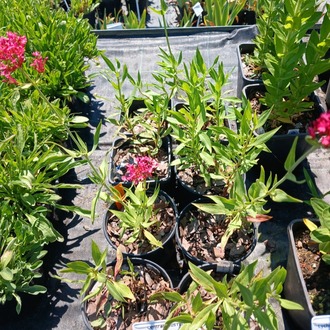 MAHMUZ ÇİÇEĞİ - SENTRANTUS ‘pembe’ / Centranthus ruber