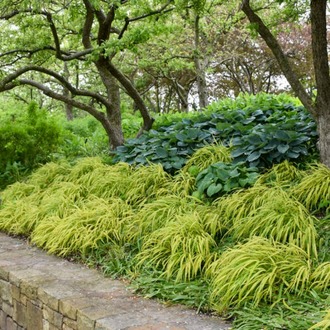 SARI ALACALI JAPON HAKONE OTU / Hakonechloa macra ‘Aureola’