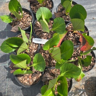 BERGENYA ‘davut’ / Bergenia ‘David’