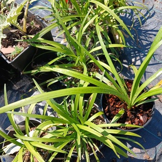 ZAMBAK SAZI - LİRYOP / Liriope muscari