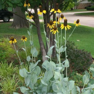 DEV GÜNEŞ SAPKASI – DEV RADBEKYA / Rudbeckia maxima