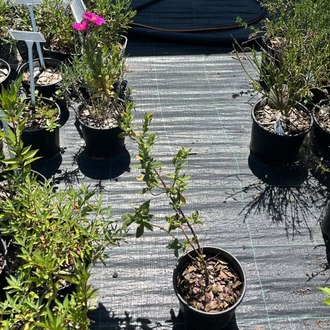 PEMBE LADEN / Cistus sp.