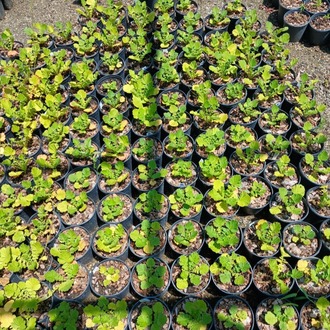 CEYUM ‘bayan bradşav’ / Geum chiloensis ‘Mrs. Bradshaw’’