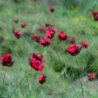 KAN KARANFİLİ / Dianthus cruentus / *Türkiye Bitkisi