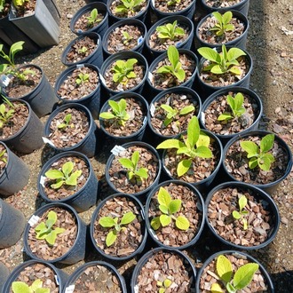 BEYAZ YÜKSÜKOTU – BEYAZ DİJİTALİS / Digitalis purpurea ‘alba’
