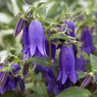 KAMPANULA ‘kent çanı’ / Campanula ‘Kent Belle’