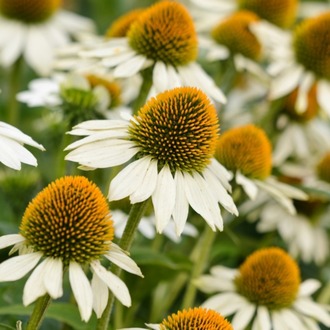 EKİNEZYA ‘beyaz kuğu’ / Echinacea 'White Swan'