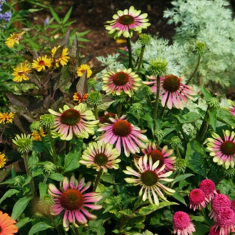 EKİNEZYA ‘yeşil fırıldak’ / Echinacea purpurea ‘Green Twister’