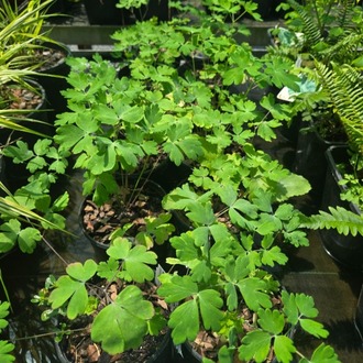 DAĞ HASEKİ KÜPESİ ‘mor-mavi erkenci kuş’ / Aquilegia ‘Early Bird’ - Purple Blue