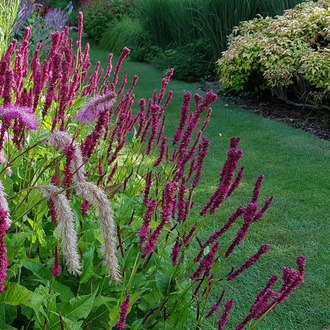 PERSİKARYA ‘ametist yazı’ / Persicaria amplexicaulis ‘Amethyst Summer’