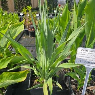 YUKA YAPRAKLI BOĞADİKENİ / Eryngium Yuccifolium