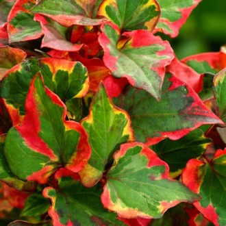 Hötünya ‘bukalemun’ / Houttuynia cordata ‘Chameleon’