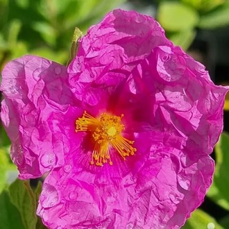 PEMBE LADEN / Cistus sp.