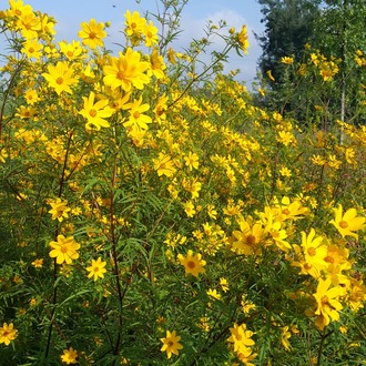(tohum) ÇAYIR KOREOPSİSİ - Coreopsis palmata