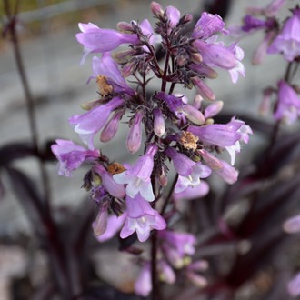 PENSTEMON ‘geceyarısı dansı’ / Penstemon ‘Midnight Musquarade’