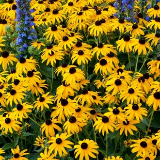 GÜNEŞ ŞAPKASI / RUDBEKYA ‘amsterdam’ - Rudbeckia ‘Amsterdam’