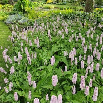 SÜPER PERSİKARYA / Persicaria bistorta ‘Superba’