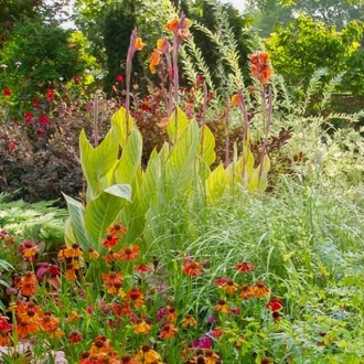 SARI ALACA YAPRAKLI PRETORYA KANA / Canna ‘Pretoria’