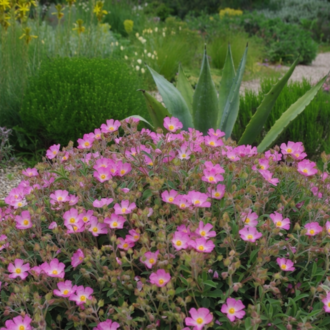 PEMBE LADEN / Cistus sp.