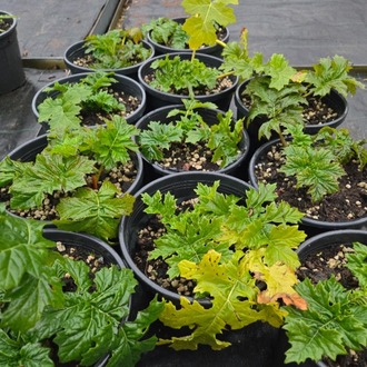 AYI PENÇESİ / Acanthus mollis