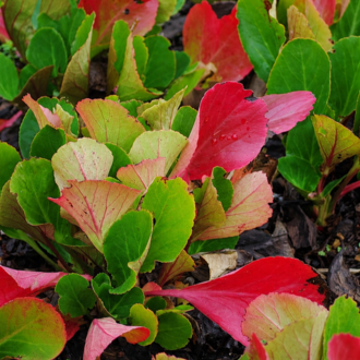 BERGENYA ‘davut’ / Bergenia ‘David’