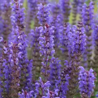 SİYAH KIR SALVİYASI – SİYAH KIR ADAÇAYI / Salvia x sylvestris ‘Negrito’