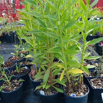HELENYUM ‘sonbahar’ / HAPŞIRIKOTU ‘sonbahar’ -  Helenium autumnale