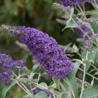 LOKİNÇ KELEBEK ÇALISI / Buddleja lochinch