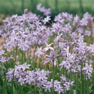SOSYETE SARIMSAĞI / Thulbagia violacea