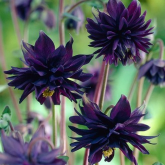 DAĞ HASEKİ KÜPESİ ‘kara mercek’ / Aquilegia vulgaris var. stella ‘Black Barlow’