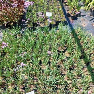 SOSYETE SARIMSAĞI / Thulbagia violacea