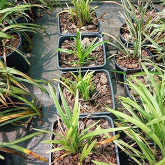 LİRYOP ‘gümüş ejderha’ - Liriope muscari ‘Silver Dragon’