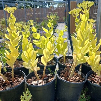 HARİKA DAMKORUĞU – HARİKA SEDUM / Sedum spectible
