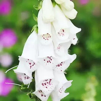 BEYAZ YÜKSÜKOTU – BEYAZ DİJİTALİS / Digitalis purpurea ‘alba’